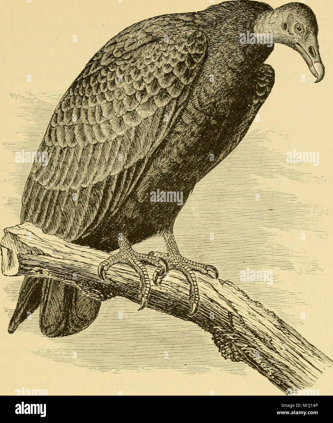 Un popular manual de la ornitología del Canadá y los Estados Unidos, basado en el Manual del Nuttall (1891) (14564221868) Foto de stock