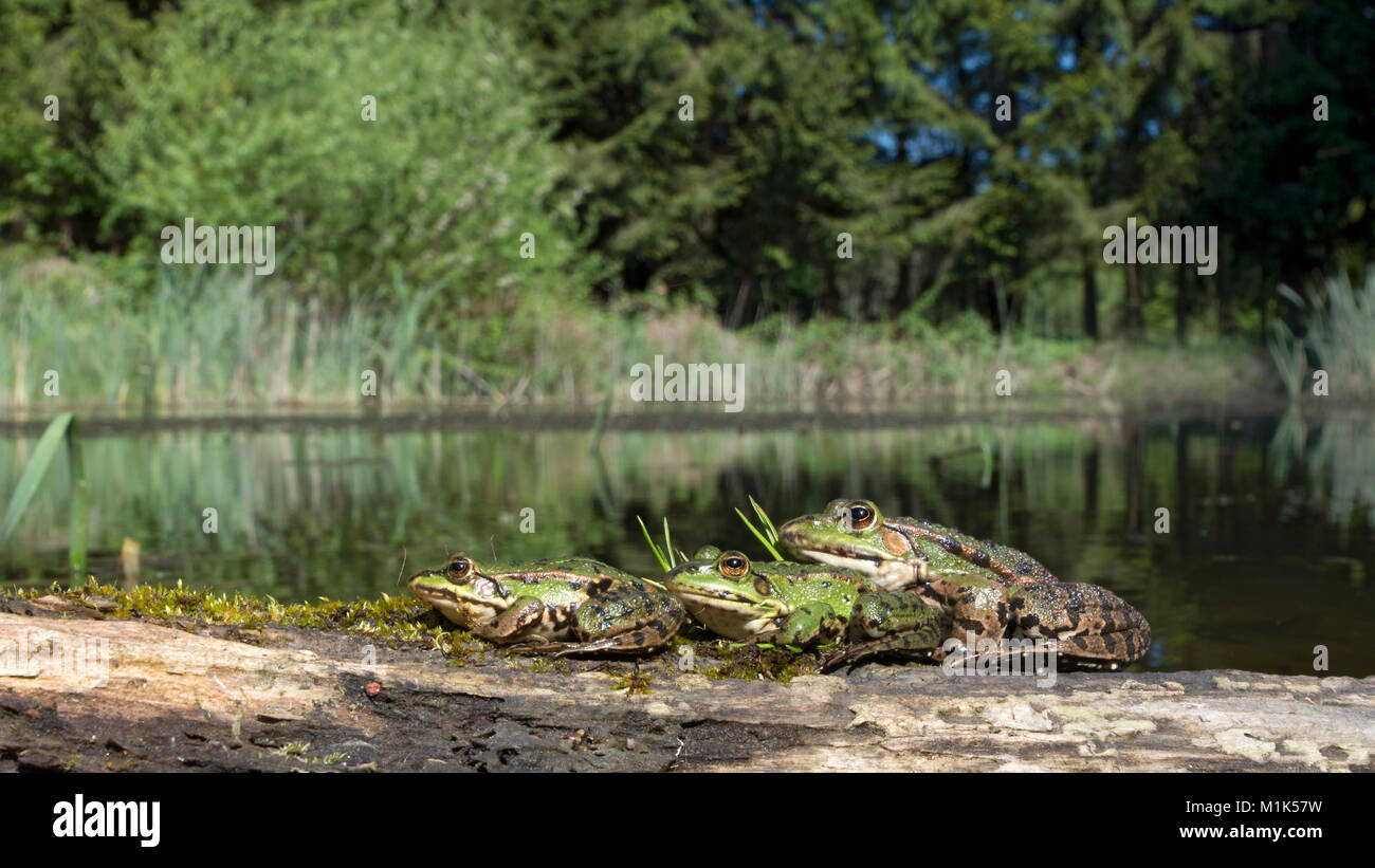 Ranas verdes (Rana esculenta) sentados en madera en un lago, Burgenland, Austria Foto de stock