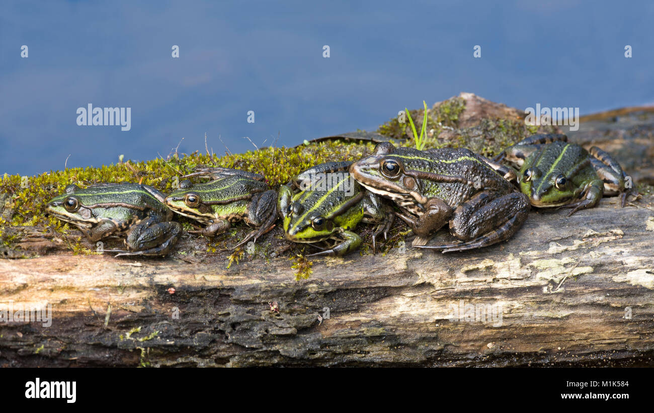 Ranas verdes (Rana esculenta) sentados en madera en un lago, Burgenland, Austria Foto de stock
