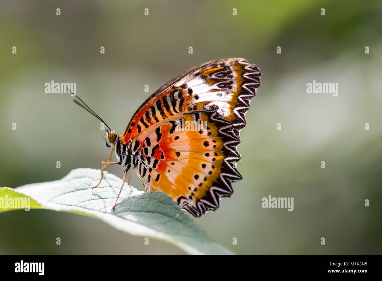 Leopard o lacewing o mariposas mariposas lacewing malaya Foto de stock