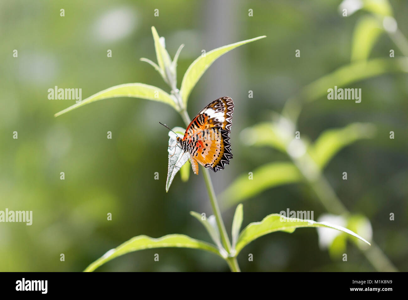 Leopard o lacewing o mariposas mariposas lacewing malaya Foto de stock