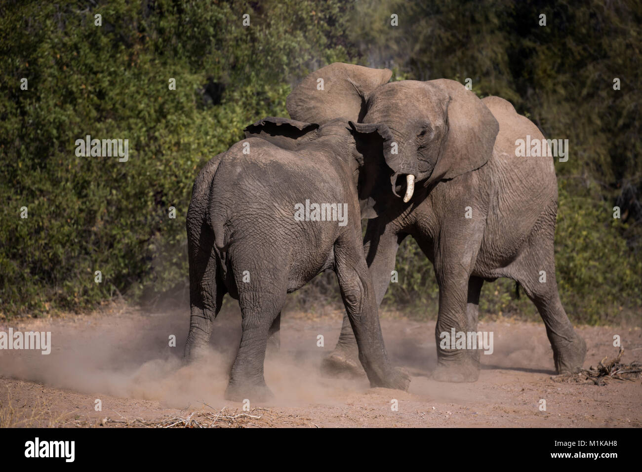 Dos jóvenes elefantes jugando en una demostración de fuerza para desafiar recíprocamente por empujando y empujando. Foto de stock