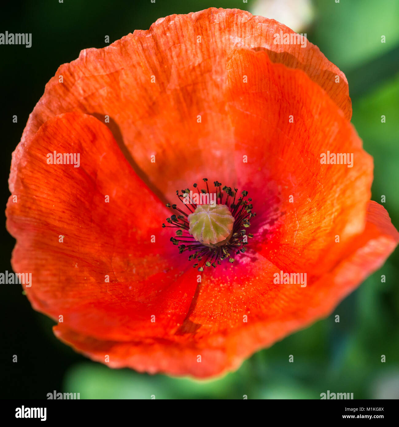 Una foto de una flor de amapola de maíz rojo. Foto de stock