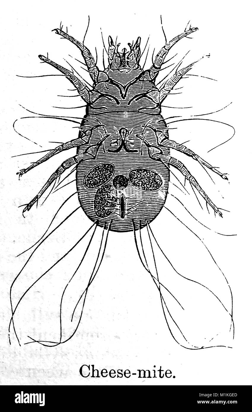 Una ilustración de 1889 de la cámara's Encyclopedia - Ilustración de un ácaro del queso (Tyrophagus casei) Foto de stock