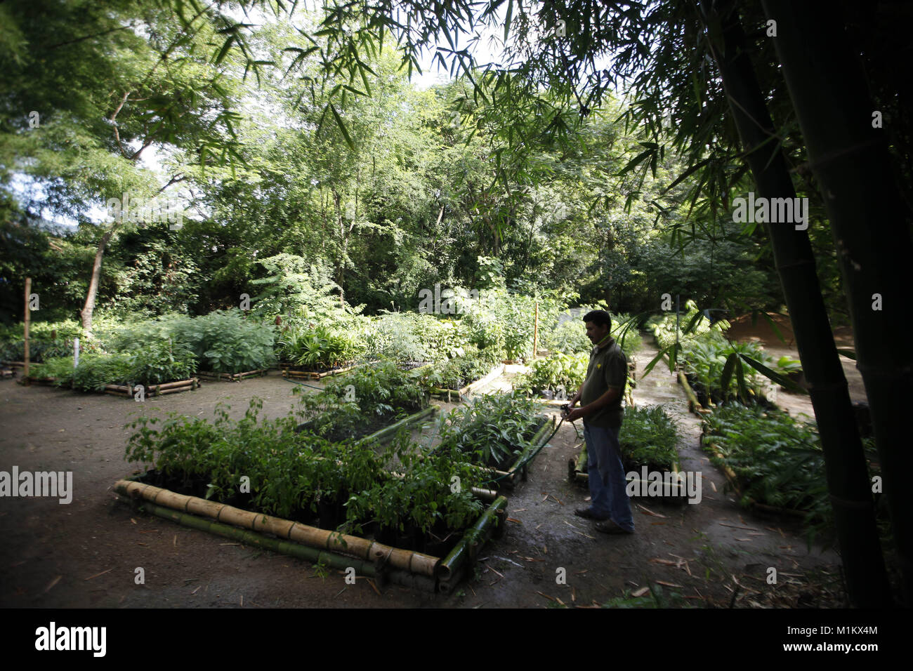 Mayo 22, 2012 - Valencia, Carabobo, Venezuela - Junio 04, 2012. Un empleado riega las plantas en el Fernando Pe''"alver parque vivero, también recogen semillas para germinar, hojas secas para hacer compost y hojas verdes de las plantas con olores fuertes para hacer pesticidas naturales. No utilice productos químicos y el año pasado contribuyó con 9 mil plantas para una campaña de reforestación en Fernando Pe''"alver Park, Fernando Pe''"alver Park, fundado en 1983, cuenta con 22 hectáreas para la recreación ambiental que promuevan la relación entre el hombre y la naturaleza, es atravesada por el Río Cabriales, hay div Foto de stock