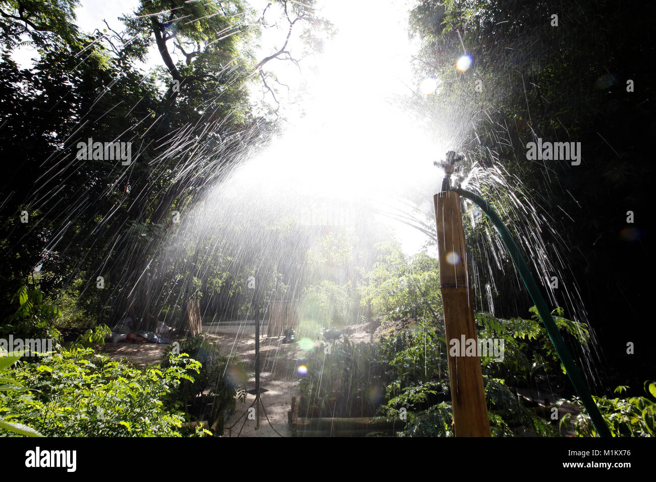 Valencia, Carabobo, Venezuela. 22 de mayo de 2012. Junio 04, 2012. El sistema de riego está soportado por un trozo de bambú seco de los árboles en el Fernando Pe''"alver park, también recogen semillas para germinar, hojas secas para hacer compost y hojas verdes de las plantas con olores fuertes para hacer pesticidas naturales. No utilice productos químicos y el año pasado contribuyó con 9 mil plantas para una campaña de reforestación de Fernando Pe''"alver Park, Fernando Pe''"alver Park, fundado en 1983, cuenta con 22 hectáreas para la recreación ambiental que promuevan la relación entre el hombre y la naturaleza, está atravesada por Foto de stock