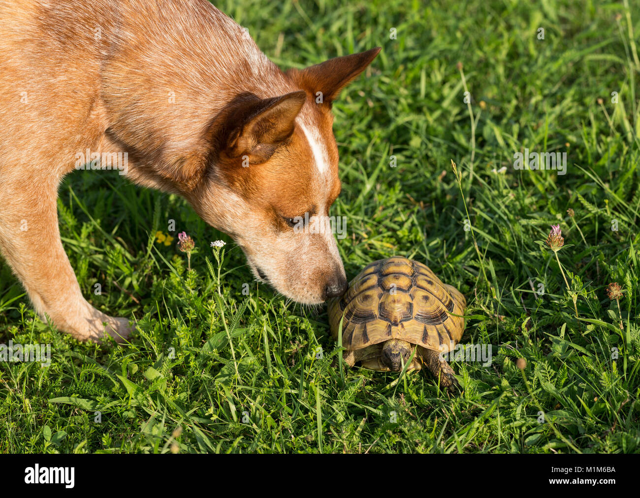 Amistad Animal: perro de ganado australiano olfateando a tortuga Hermanns (Testudo hermanni). Alemania Foto de stock