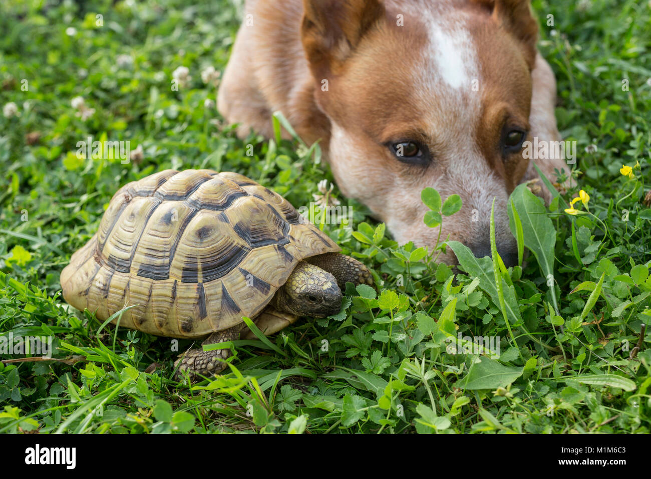 Amistad Animal: perro de ganado australiano tumbado junto a la Tortuga Hermanns (Testudo hermanni) en la hierba. Alemania Foto de stock