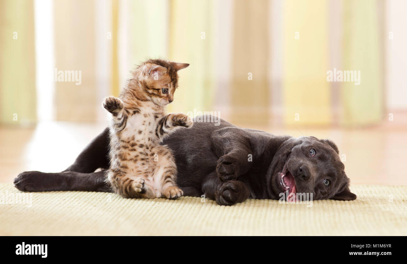 Labrador Retriever y Bengala Cat. Cachorro y gatito jugando. Alemania Foto de stock