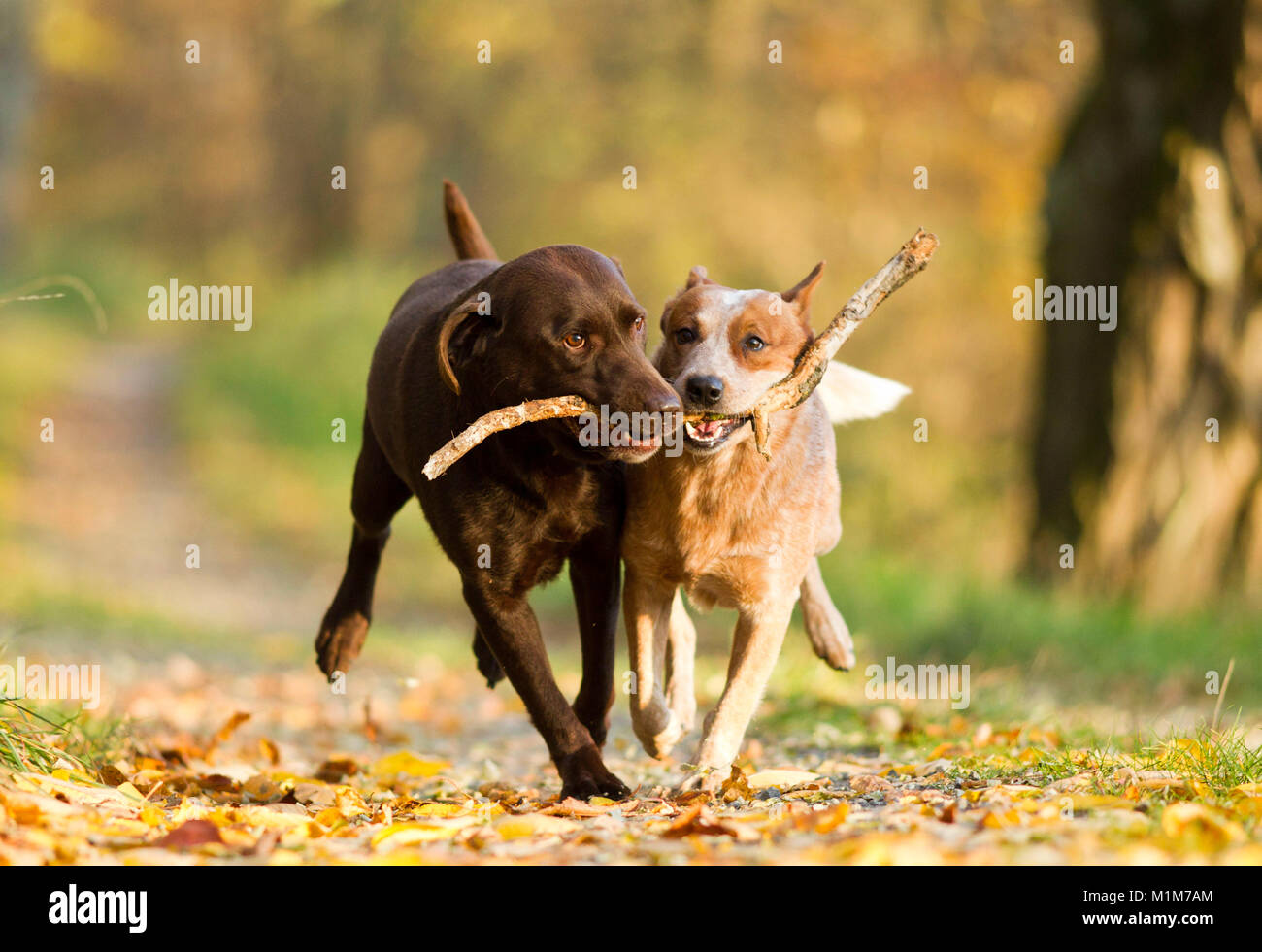 Perro de ganado australiano y Labrador Retriever llevando un palo. Alemania Foto de stock