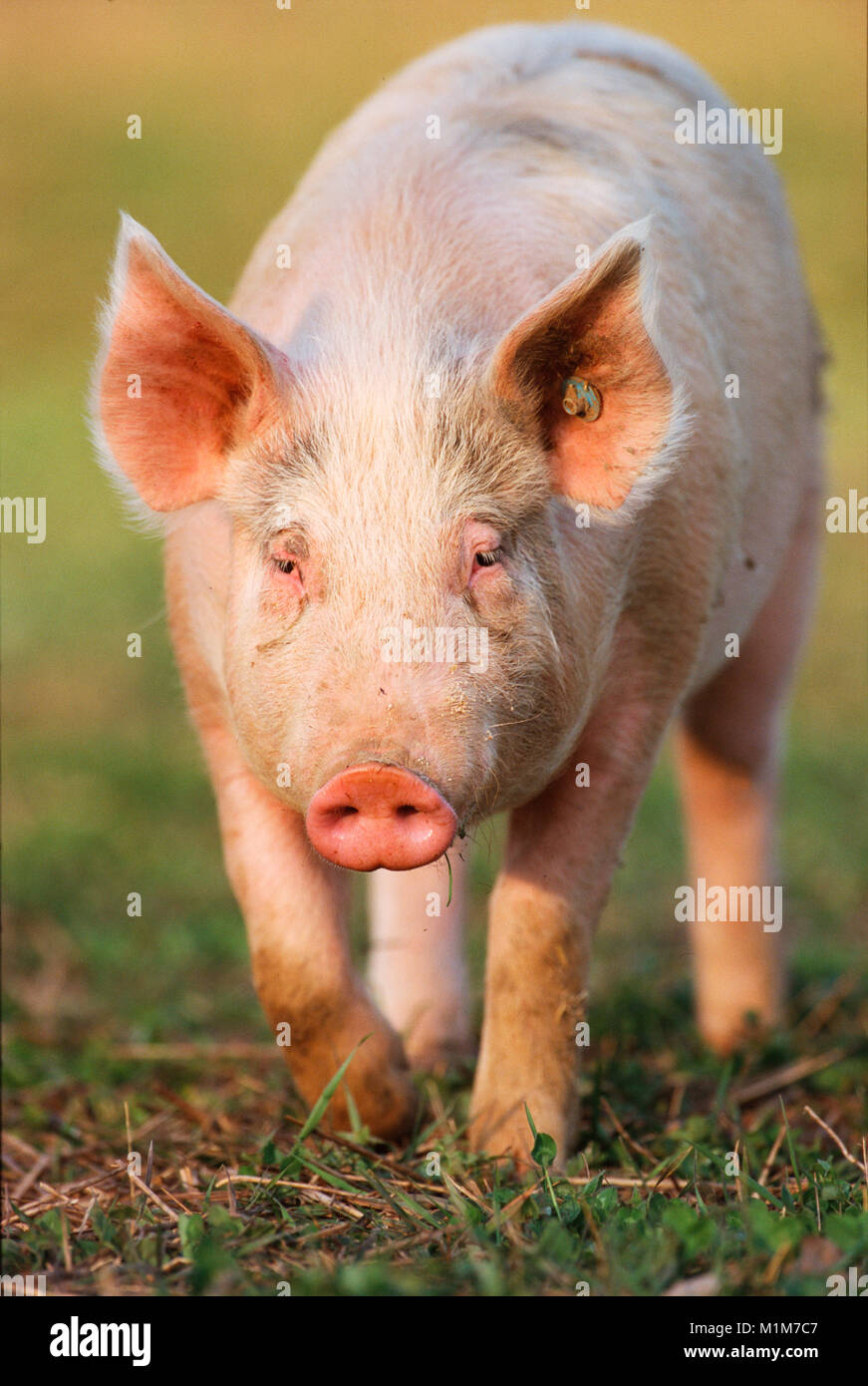 Cerdos Landrace alemán. Adulto caminando hacia la cámara. Alemania Foto de stock