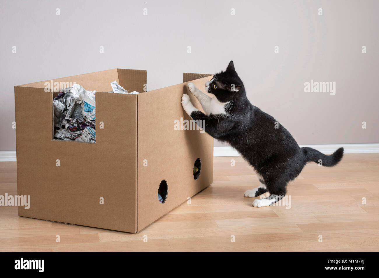 Nacionales Cat. Tuxedo cat investigando una caja llena de papel. Alemania Foto de stock