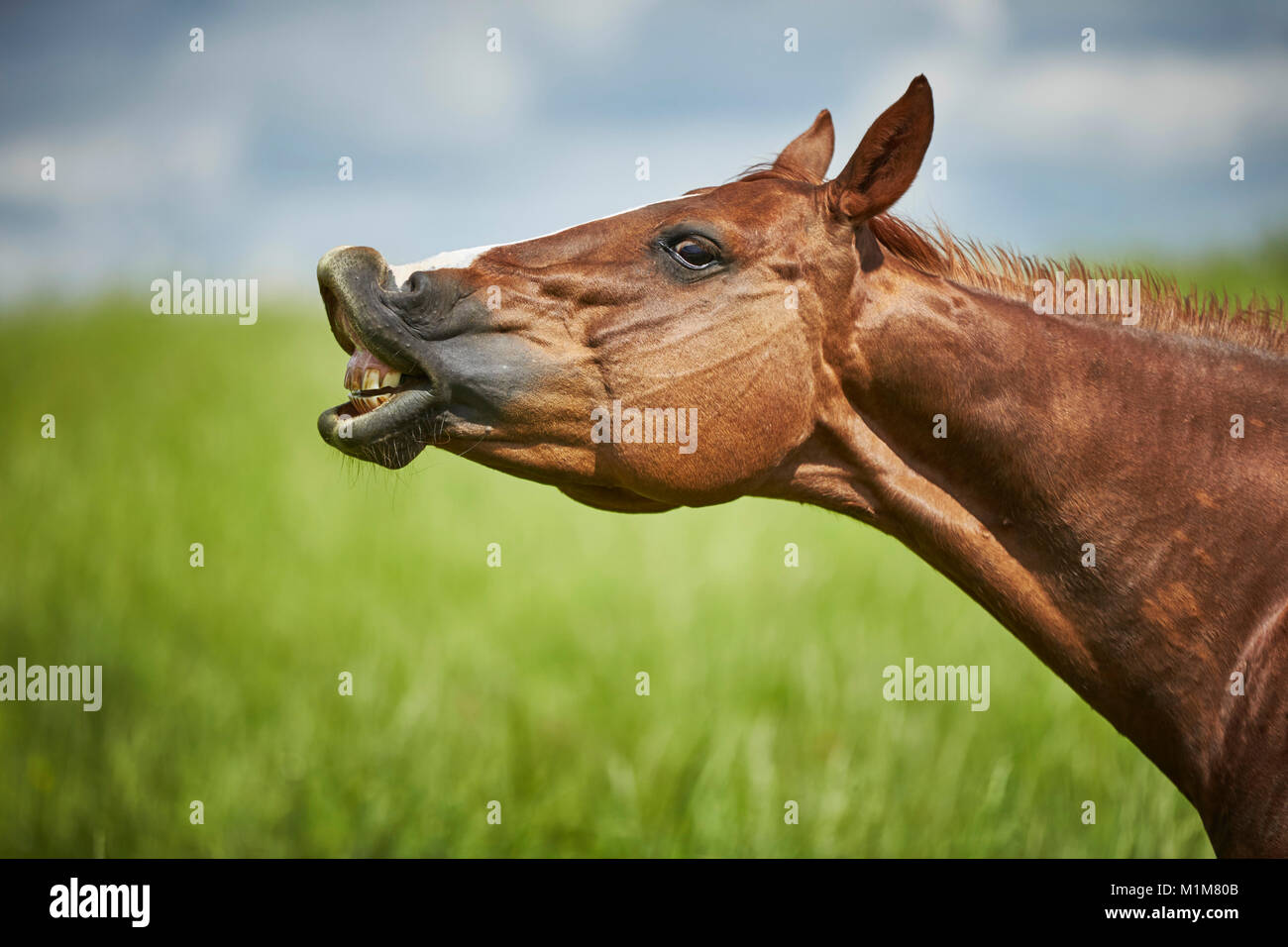 American Quarter Horse. Yegua castaña de pie sobre una pradera, haciendo el flehmen. Alemania Foto de stock