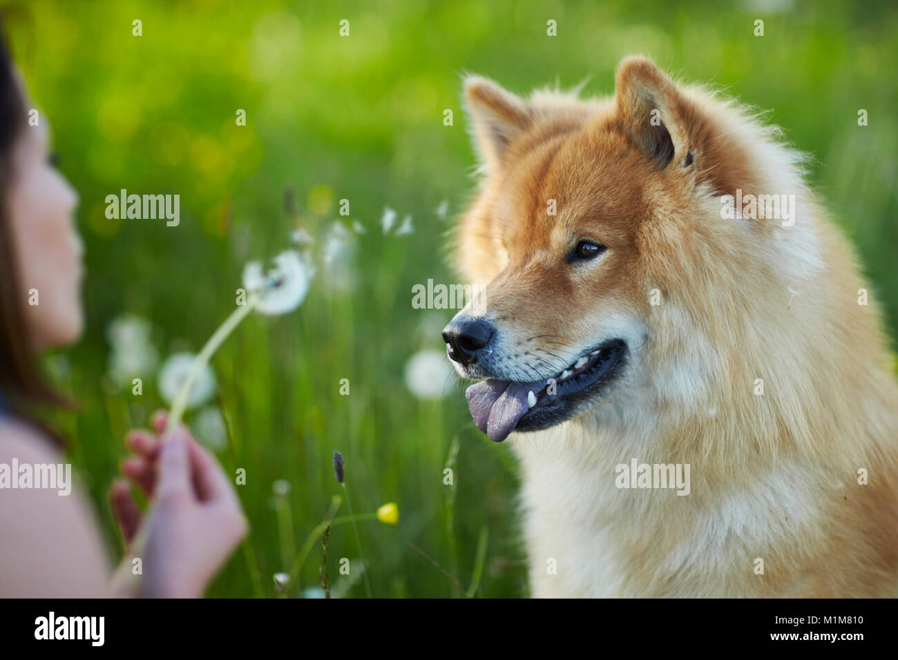 Eurasier, euroasiático. Perro adulto viendo blowball, celebrada por la mujer. Alemania Foto de stock