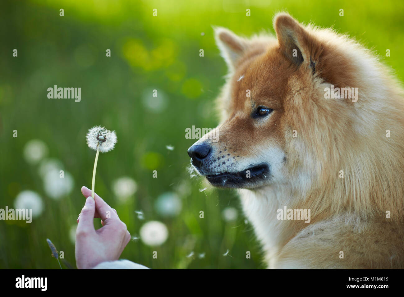 Eurasier, euroasiático. Perro adulto viendo blowball, celebrada con la mano. Alemania Foto de stock