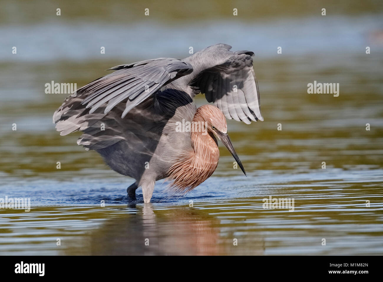 Garza roja (Egretta rufescens) con sus alas para formar un dosel como tallos un pez - Fort de Soto Park, Florida Foto de stock