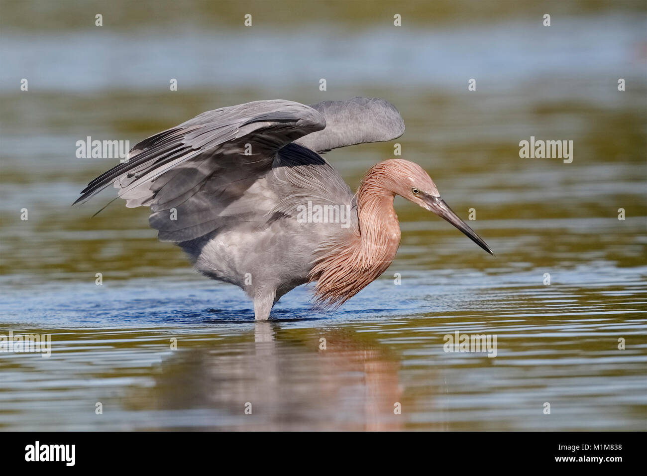 Garza roja (Egretta rufescens) con sus alas para formar un dosel como tallos un pez - Fort de Soto Park, Florida Foto de stock