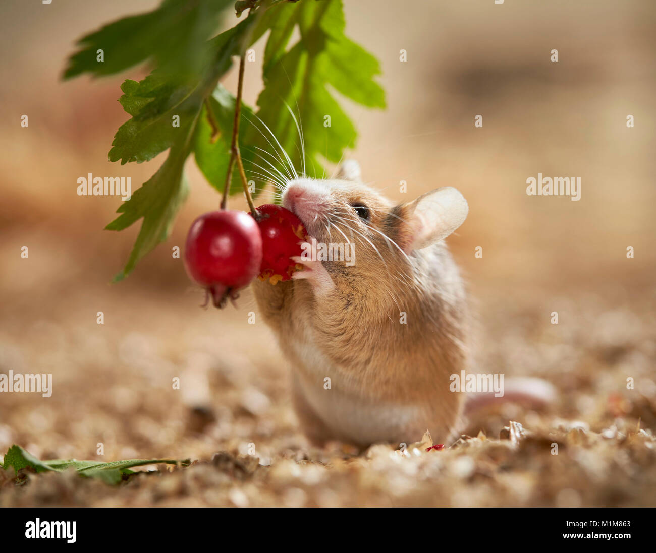Elegante ratón comiendo fruta Hawthorn. Alemania Foto de stock