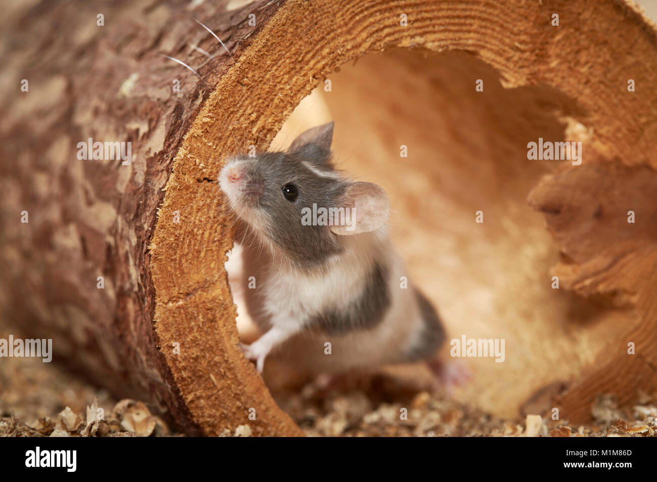 Elegante ratón en un registro de hueco. Alemania Foto de stock