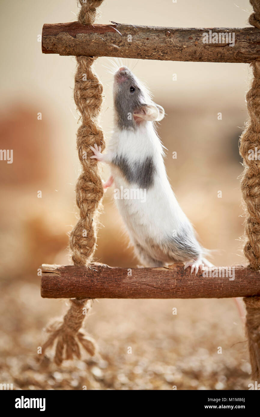 Elegante ratón escalada en un columpio. Alemania Foto de stock