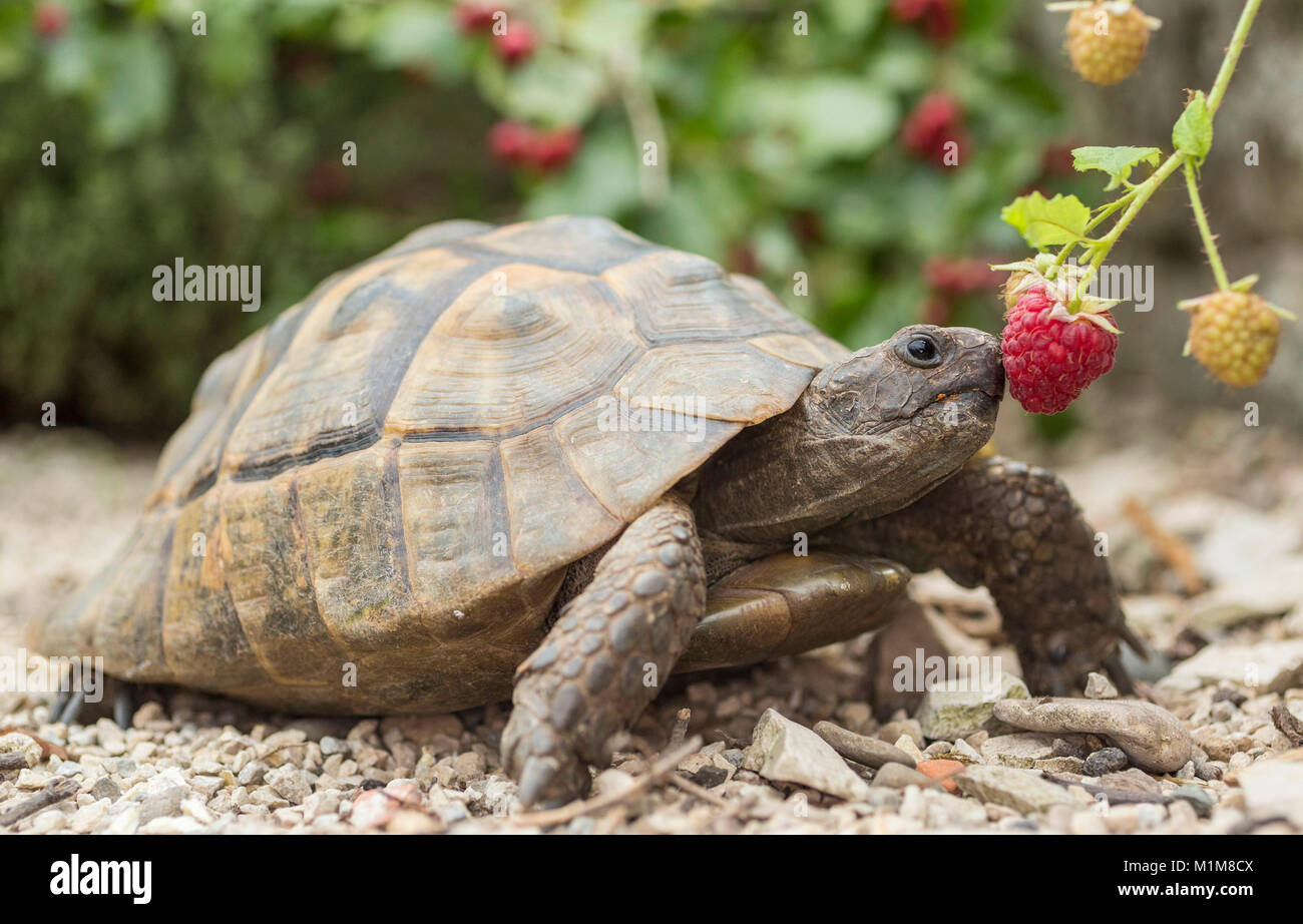 Spur-thighed tortuga mediterránea, la tortuga griega (Testudo graeca). Adulto comiendo una frambuesa. Alemania Foto de stock