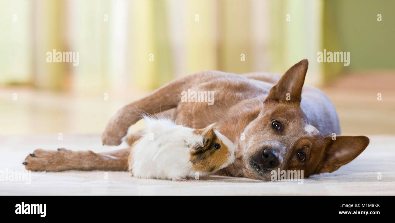 Cobaya Cavie abisinio, tumbado junto al perro de ganado de Australia. Alemania Foto de stock