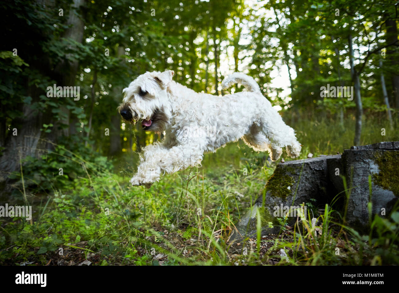 Soft Wheaten Terrier irlandés recubiertos. Perro adulto saltando de un tocón de árbol. Alemania. Foto de stock