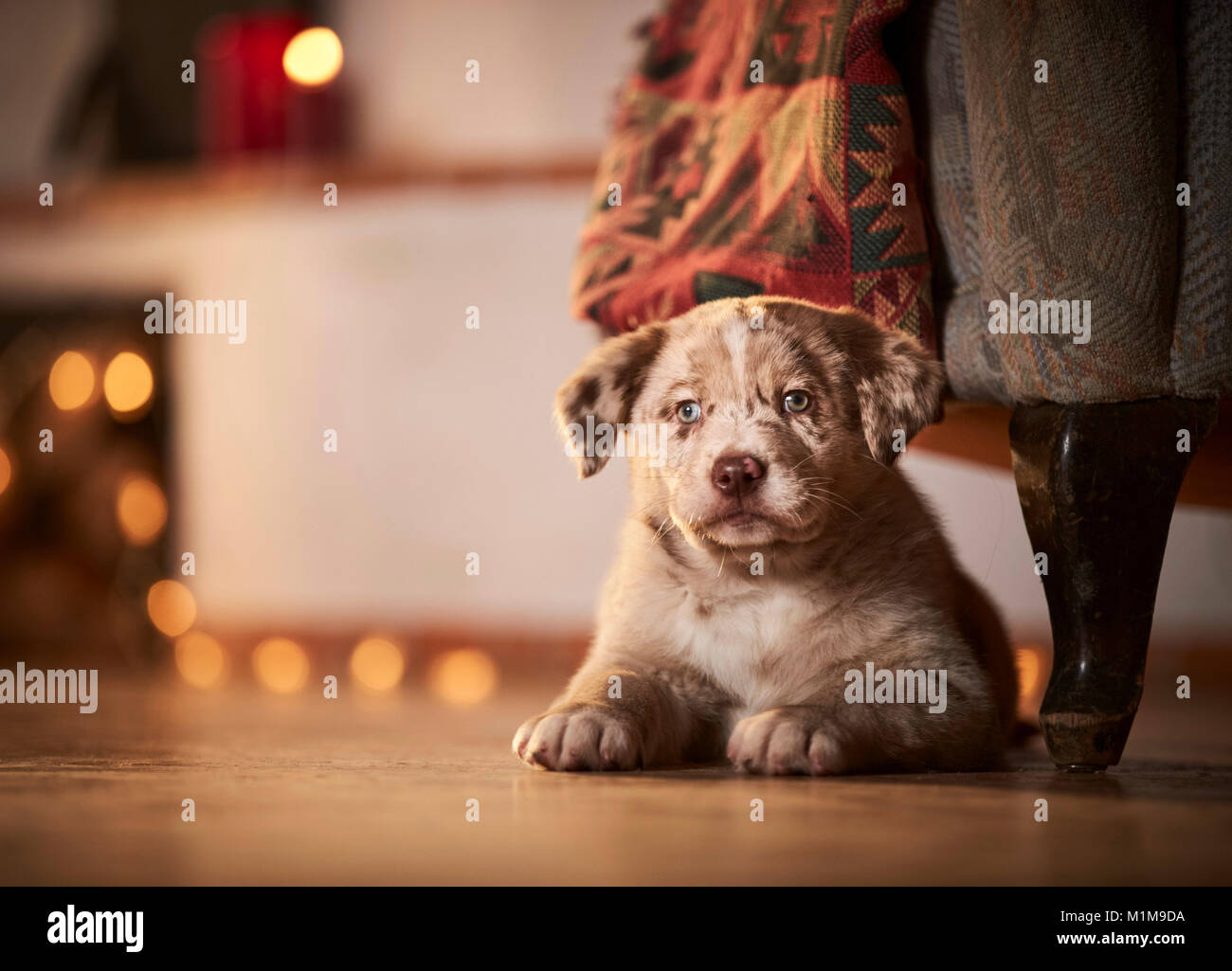 Perro acostado debajo de la silla fotografías e imágenes de alta resolución  - Alamy