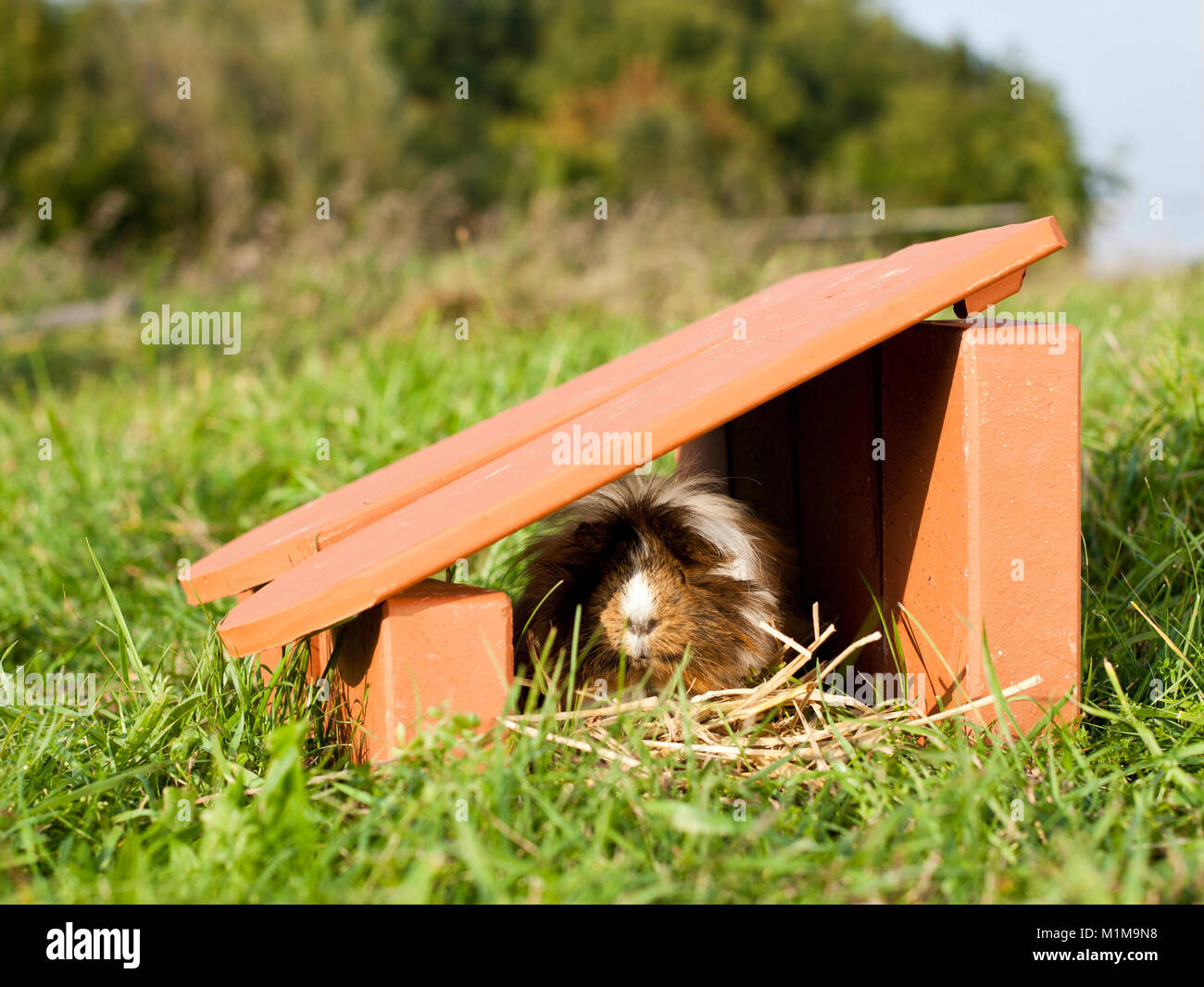 Cobaya pelo largo en un ocultar en una pradera. Alemania Foto de stock