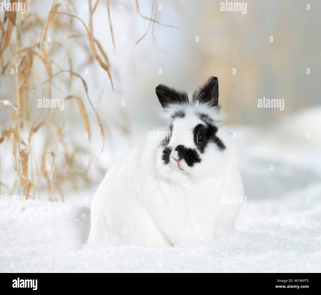 Netherland Dwarf Rabbit en la nieve. Alemania Foto de stock