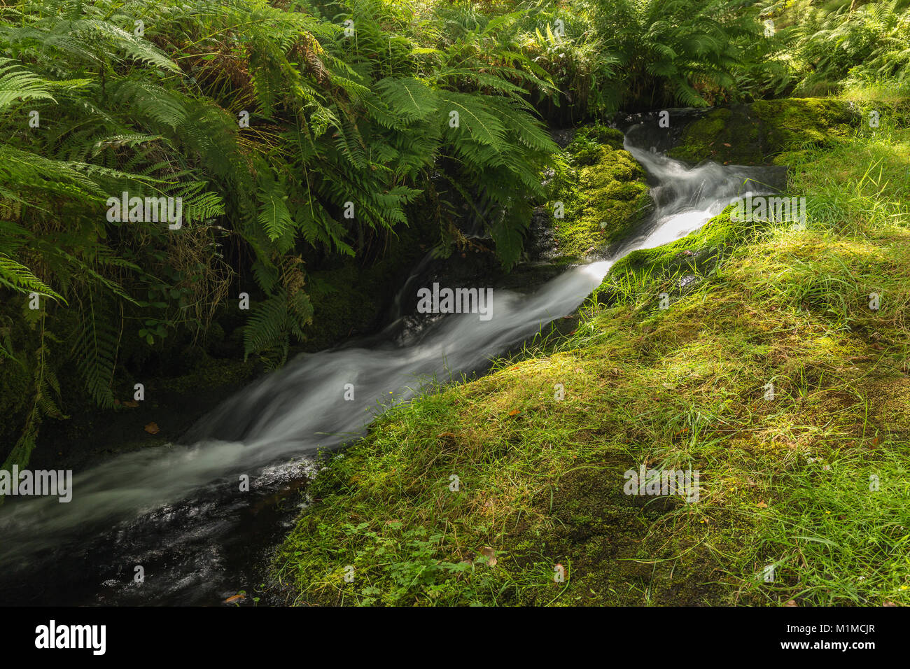 Una imagen de un hermoso arbolado arroyo fluyendo a través de Dartmoor tiroteado Venford Brook, Devon, Inglaterra, Reino Unido. Una velocidad de obturación lenta fue utilizada para captar th Foto de stock