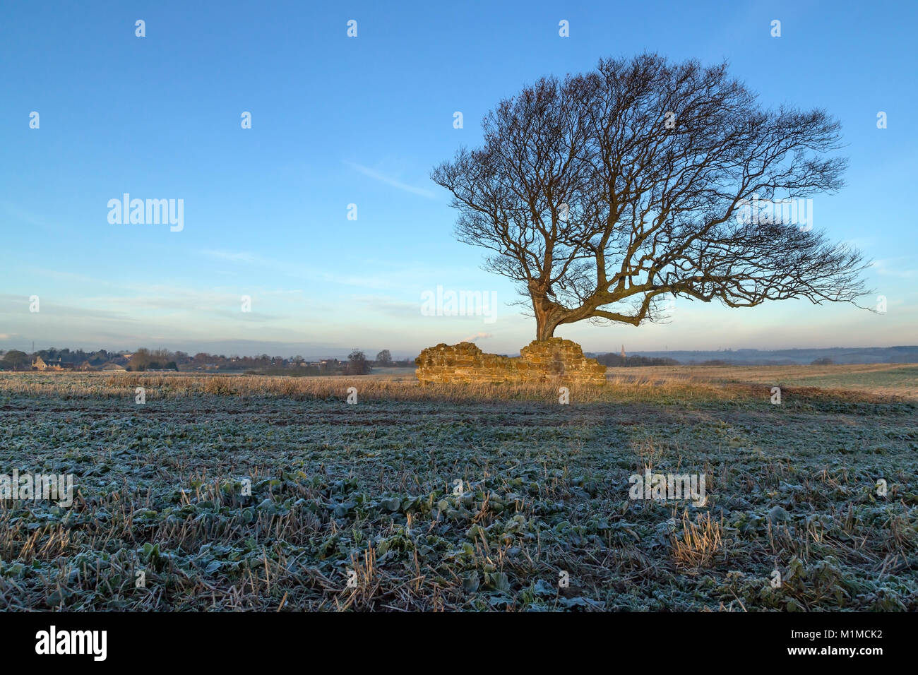 Imagen de un árbol y un antiguo muro de piedra en el sol de la mañana, en una helada mañana. Foto de stock