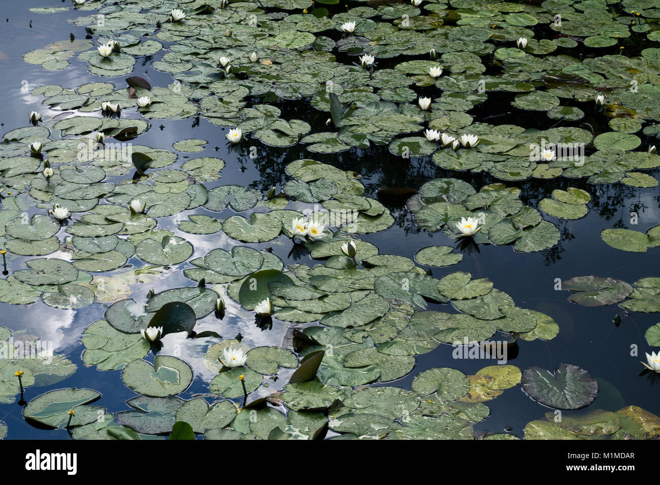 Waterlillies en un claro día de verano Foto de stock