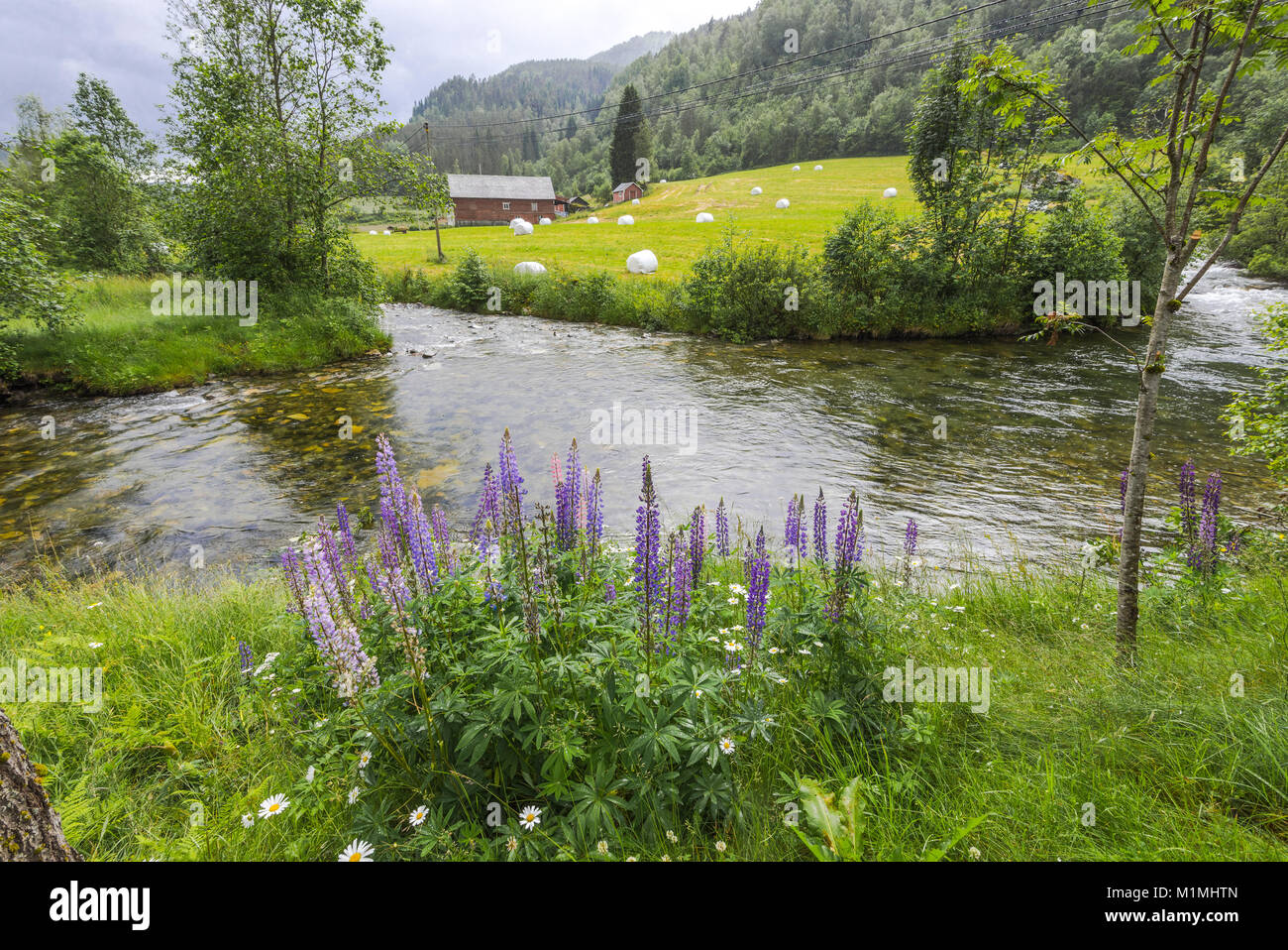 Cerca de la granja de Noruega Voss y Granvin, Noruega, Escandinavia, el idílico paisaje con praderas y flores en las orillas de un pequeño río Foto de stock