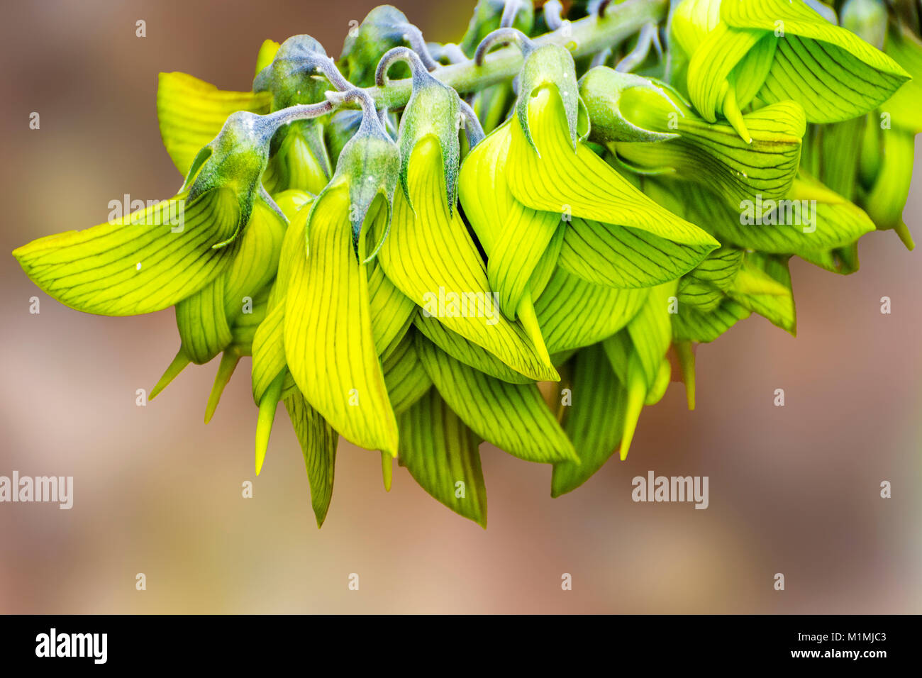 Flor de pájaro regio (Crotalaria cunninghamii), Perth, Australia Occidental, Australia Foto de stock