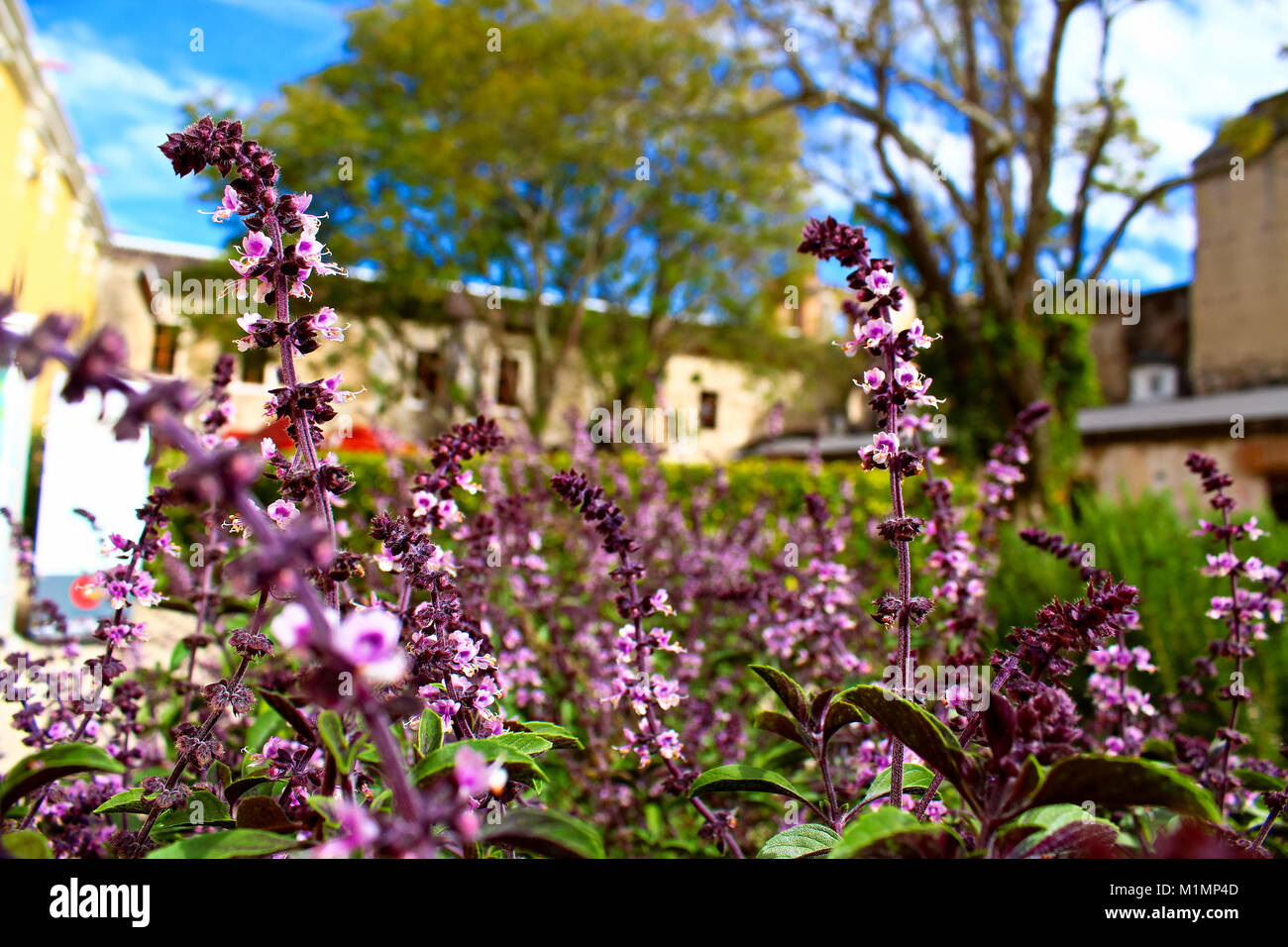 Flores púrpura de la cooperación española Courtyard - Antigua Foto de stock