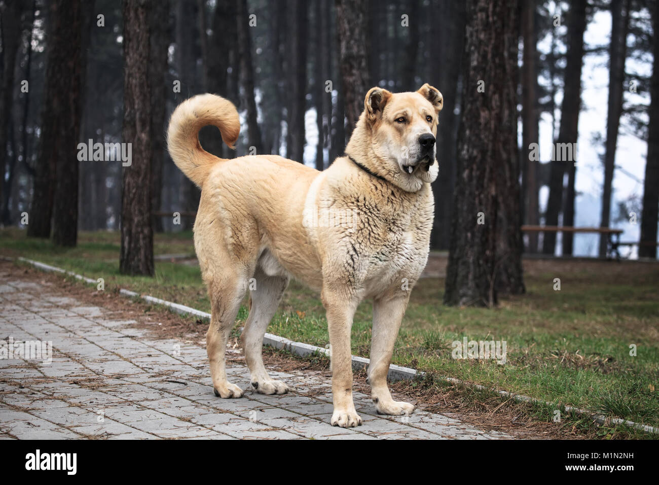 Super grande 105 kg. joven perro alabai posando en el parque Fotografía de  stock - Alamy