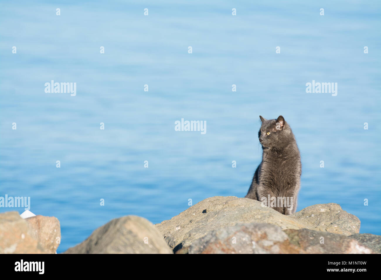 Gato Gris sentado en seacoast Foto de stock