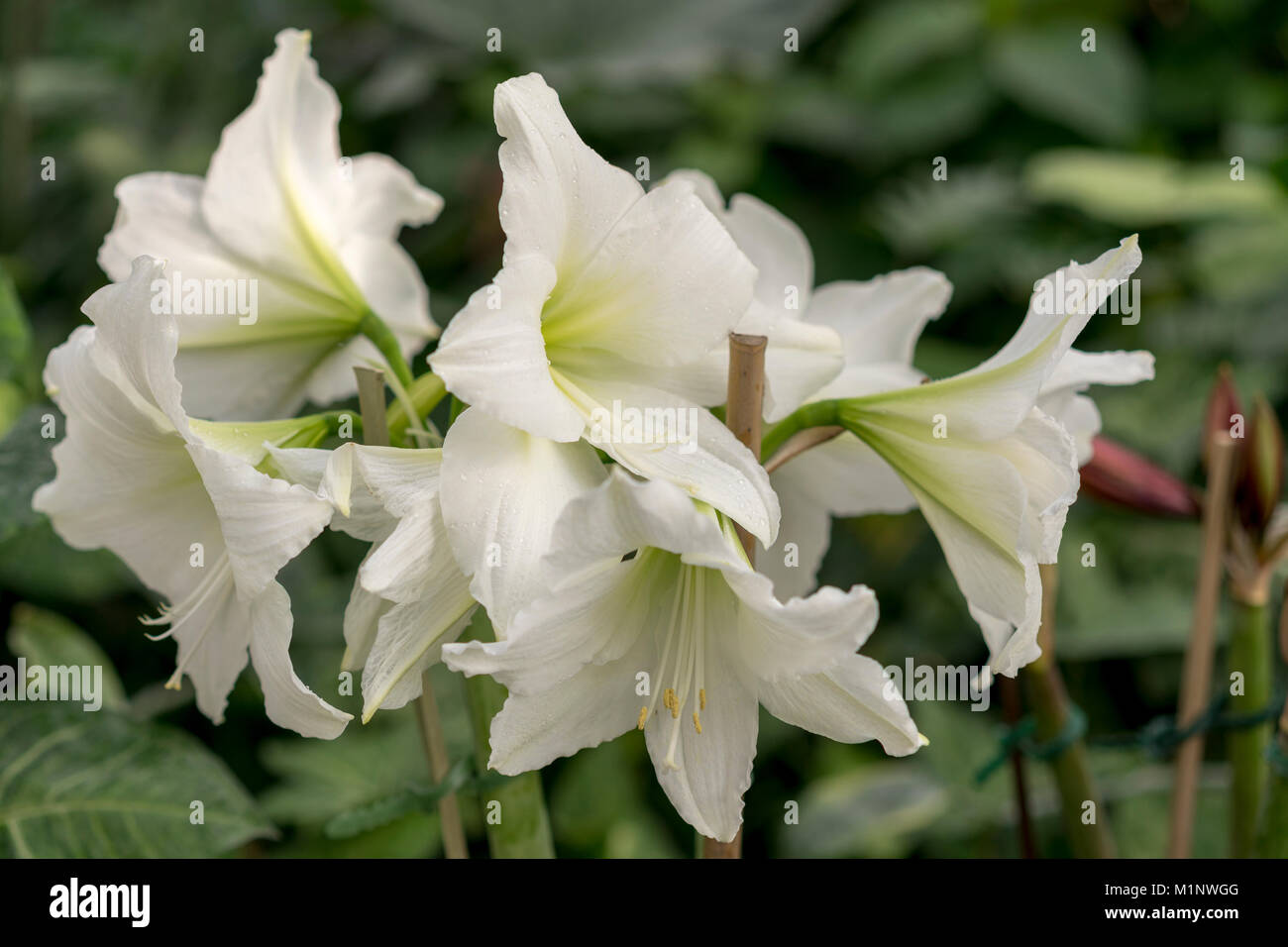 Grandes campanas de flores blancas en el jardín sobre un fondo verde  Fotografía de stock - Alamy