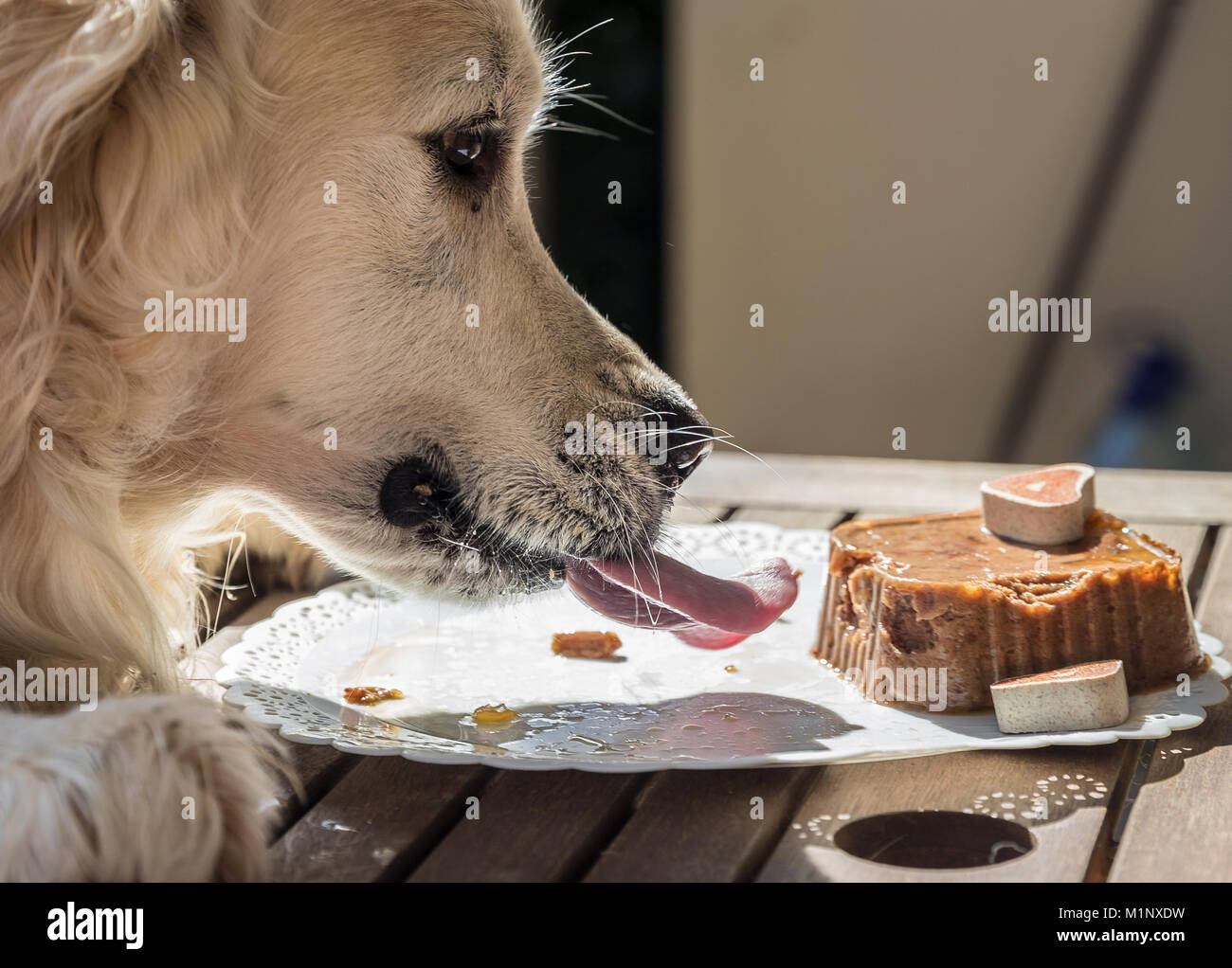 La celebración del cumpleaños de mi golden perro llamado Príncipe, que devora en tiempo récord un perro pastel, con expresiones faciales y gestos que hacen l Foto de stock