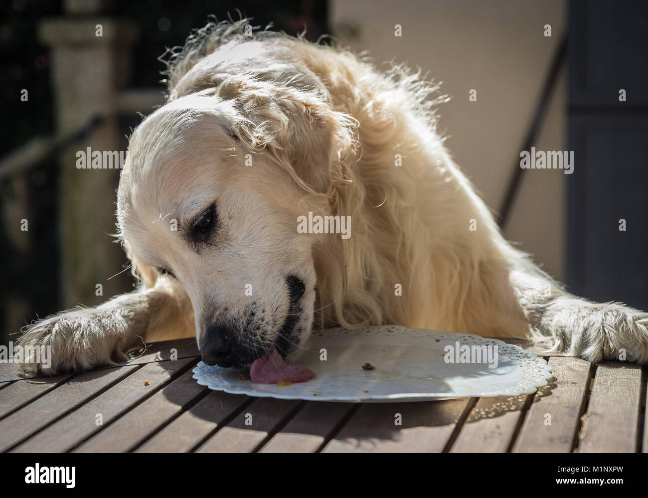 La celebración del cumpleaños de mi golden perro llamado Príncipe, que devora en tiempo récord un perro pastel, con expresiones faciales y gestos que hacen l Foto de stock