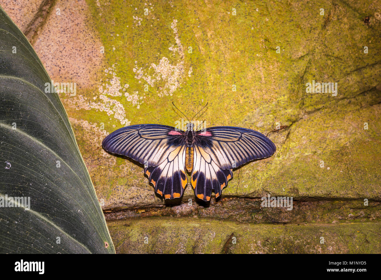 Especie asiática (Papilio Iowi) butterfly, gran amarillo Mormón, vista dorsal alas abiertas en reposo, RHS Wisley exhibición de mariposas, Surrey, Reino Unido Foto de stock