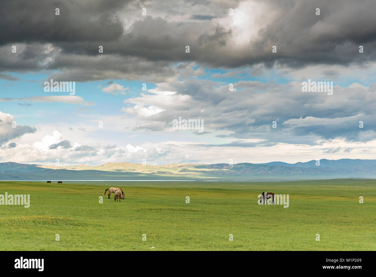 Caballos que pastan en la estepa mongola bajo un cielo nublado, al sur Hangay, Mongolia, Asia Central, África Foto de stock