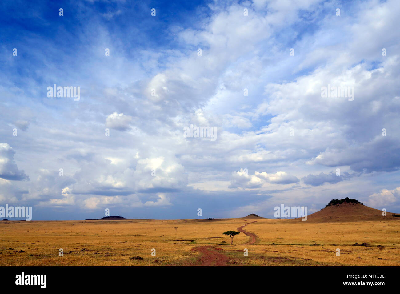Sabana Africana, llanuras de oro contra el cielo azul con nubes, la reserva Masai Mara, Kenia, África oriental, África Foto de stock