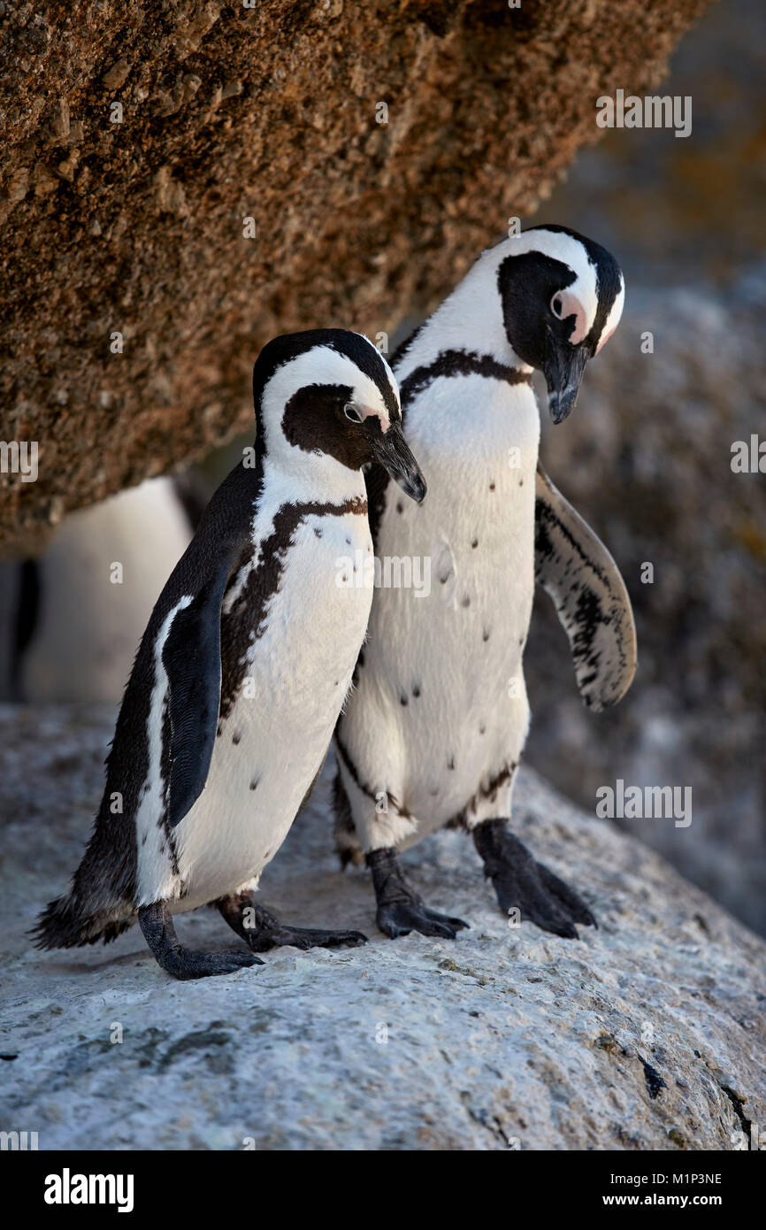 De pingüinos africanos (Spheniscus demersus) par, Simon's Town, cerca de Ciudad del Cabo, Sudáfrica, África Foto de stock