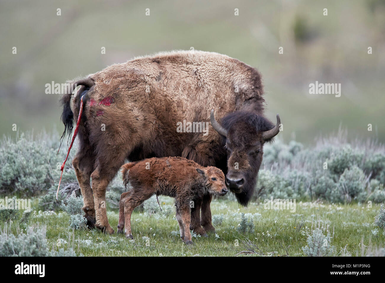El bisonte (Bison bison) vaca y ternera recién nacida, el Parque Nacional Yellowstone, Wyoming, Estados Unidos de América, América del Norte Foto de stock
