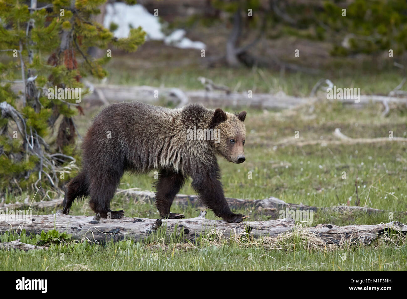 Oso grizzly (Ursus arctos horribilis), yearling cub, el Parque Nacional Yellowstone, Wyoming, Estados Unidos de América, América del Norte Foto de stock