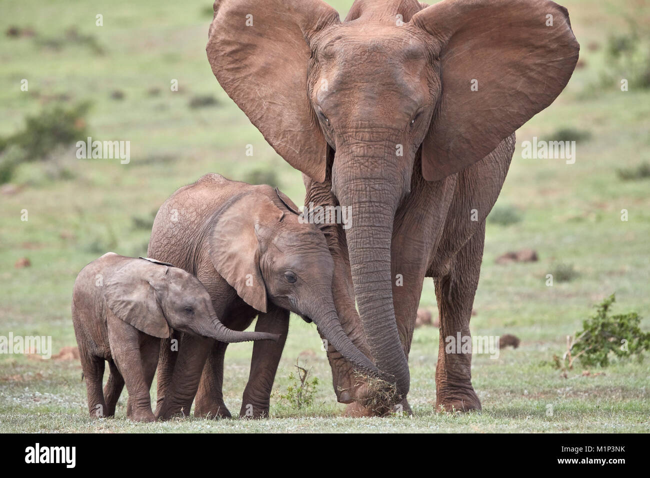 Elefante africano (Loxodonta africana), la madre y dos jóvenes, el Parque Nacional de Elefantes Addo, Sudáfrica, África Foto de stock