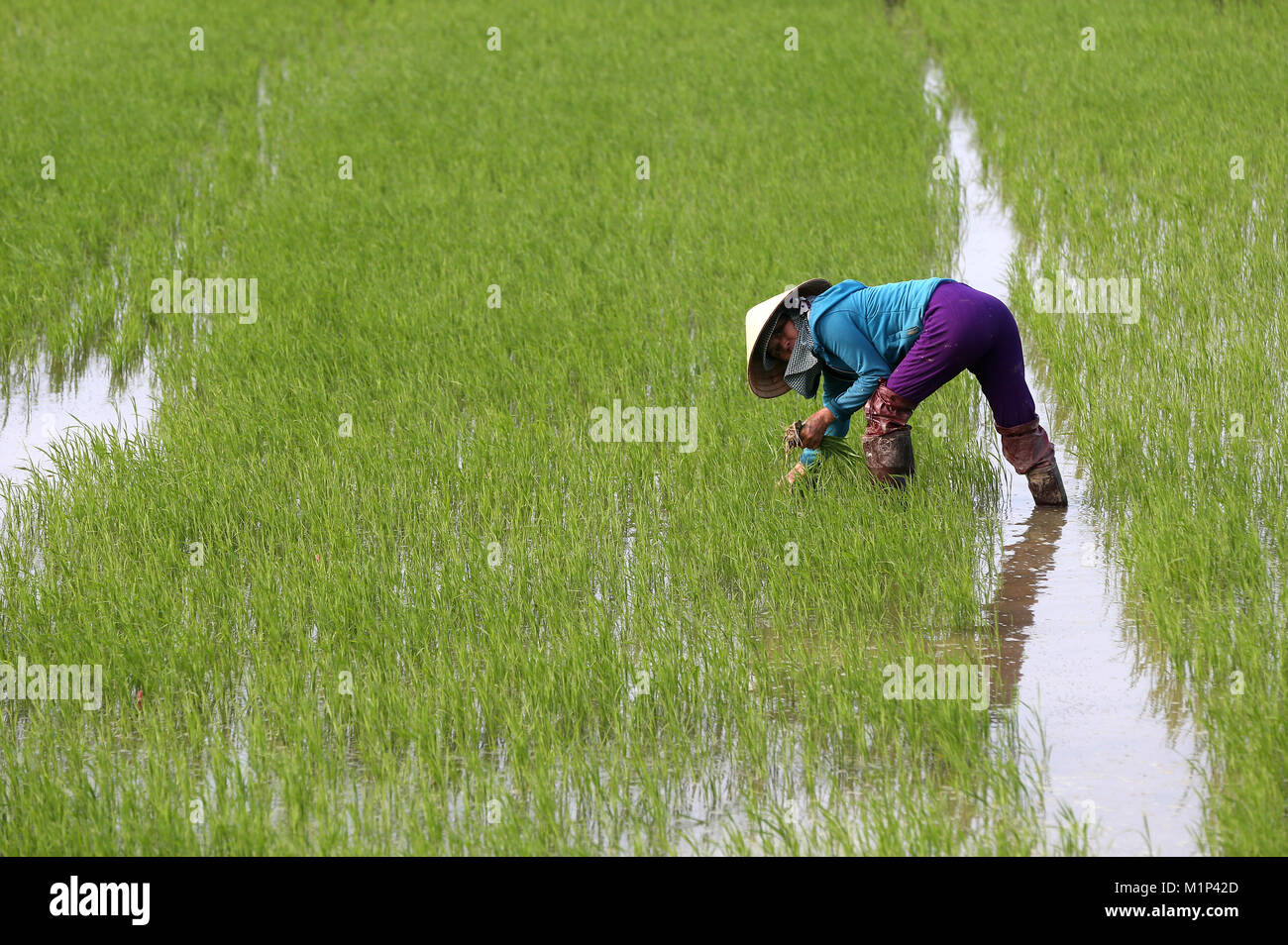 Campesino vietnamita trabajando en su campo de arroz trasplantando arroz joven, Hoi An, Vietnam, Indochina, en el sudeste de Asia, Asia Foto de stock
