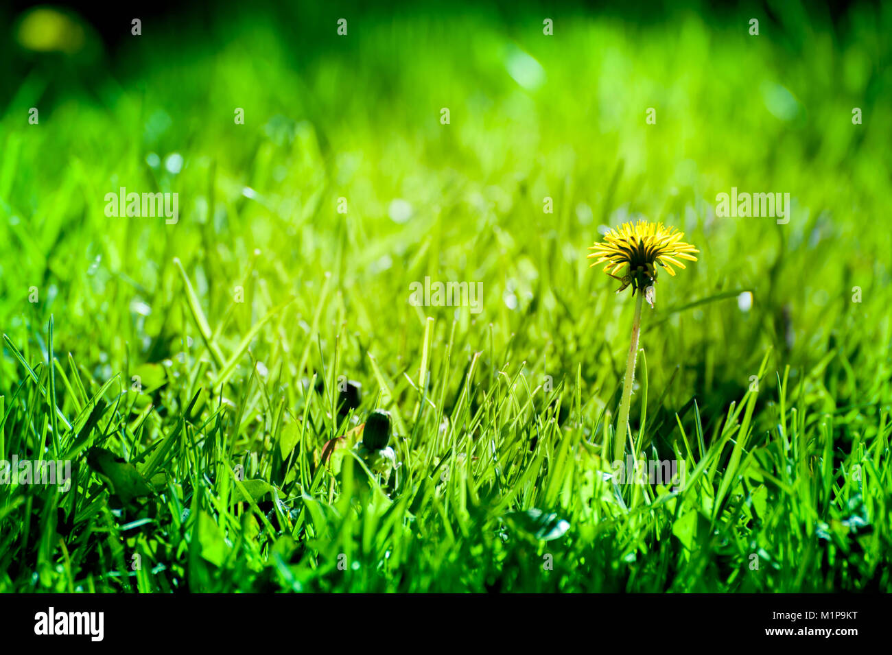 Macro shot de jaramago amarillo brillantes flores en la pradera verde en el campo a principios de verano alrededor del solsticio de verano. Las abejas buscan néctar Foto de stock